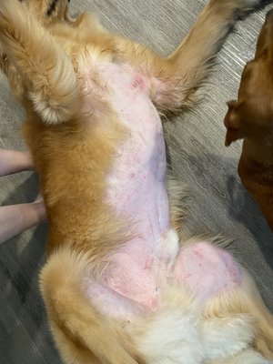 Rash on dogs abdomen