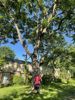 George's Tree Service