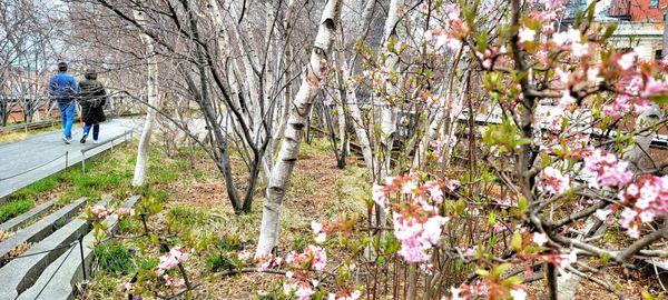 High Line Park-A Little Piece Of Heaven Hidden Amid NYC's Concrete Jungle