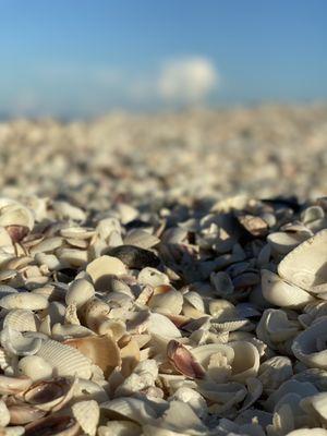 Shelling is addictive!