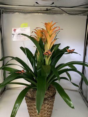 Bromeliads plant with butterflies