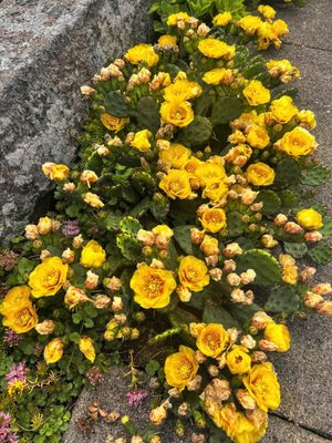 Blooming cactus in Stony Creek