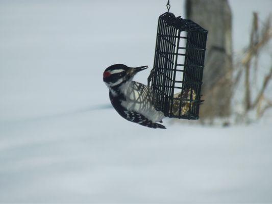 Watch the birds at the bird feeders. Woodpeckers hammer on the suet feeders.