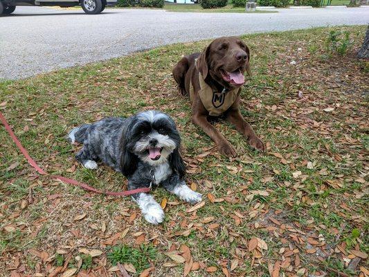 Birdie on left in a down stay ..this moment beside a bigger dog would have never happened because of Birdies  fear aggression