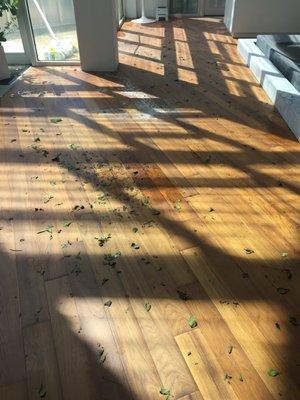 Debris left behind after Hurricane Irma flooded a hardwood floor in Miami Beach.