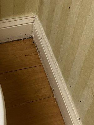 Drain flies in the bathroom next to the toilet.  So gross.