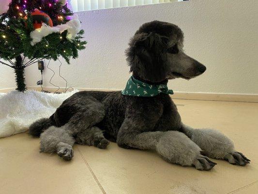 Standard poodle