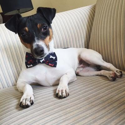 Clark loves his collar with a bow tie!