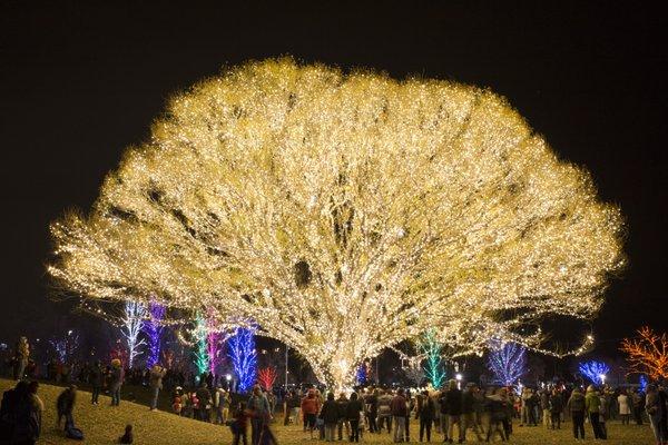 Draper City "Tree of Lights" in Draper, Utah