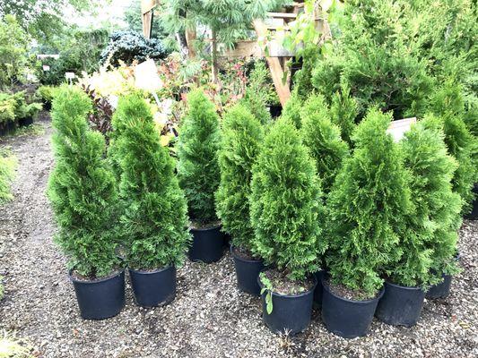 Emerald Green Arborvitae