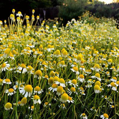 German Chamomile in Bloom at HerbanWild Farm