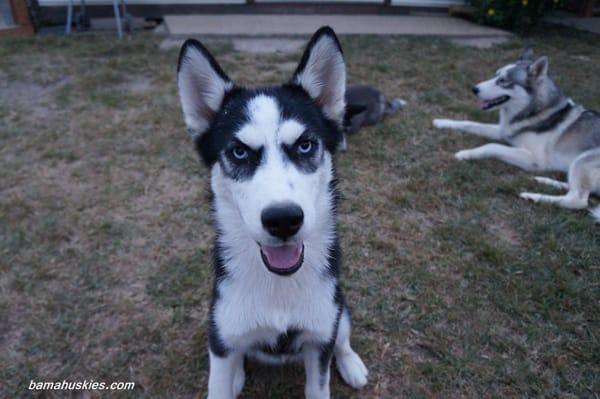 Husky puppy Nala