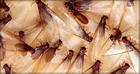 Extreme Pest and Termite Control