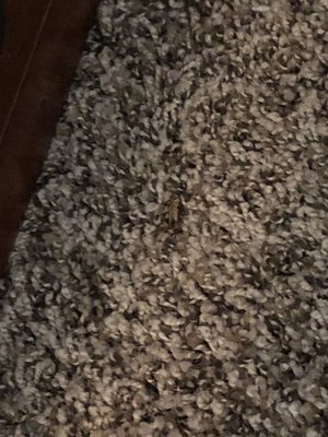 Crickets were hard to see in the carpet. But they've been there. Lots. Management couldn't care less.