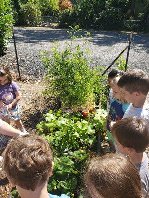 Growing our own food