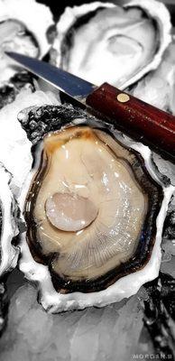 Oyster Obsession