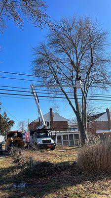 Used bucket truck to take down our tree