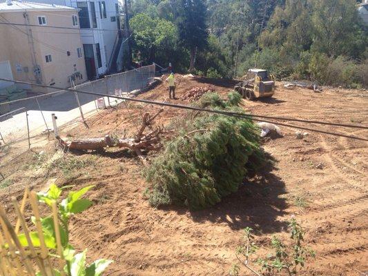 RIP pine :( Now what I have to stare out all weekend because they can't work efficiently