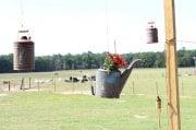 We're on a working farm on 40 acres with green pastures and moss filled oaks. The barn is 2400 sq. feet of celebration space