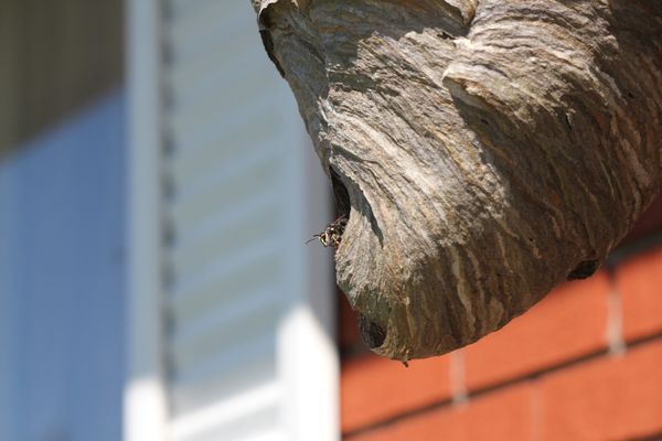 Bald face hornets build aerial nests (football shaped) most often in trees but can be found on the side of a building or in shrubs.