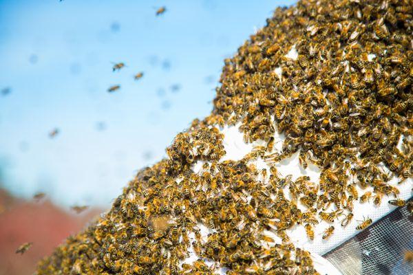 Honey Bee Infestation