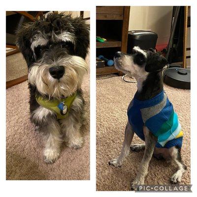 Before and after the grooming photo.