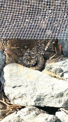 One example why it is so important to protect loved ones with our professional snake fencing!