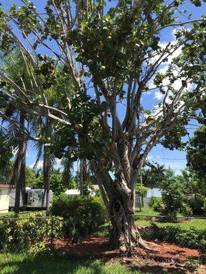 Before.  This tree was big and the limbs were heavy and constantly creating a safety hazard when you underneath it.