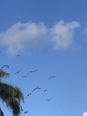 Monk parakeets in flight.