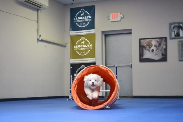 Brooklyn Dog Training Center