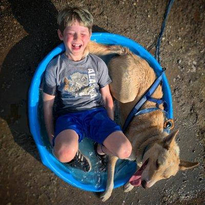 Sometimes kids like to jump in the pools with the dogs after a summer sled ride at Alaskan Husky Adventures!