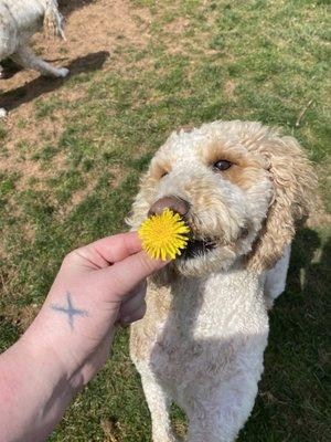 Beignet the Goldendoodle. He has no enemies