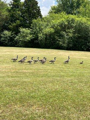 Family of geese making their way to the pond!