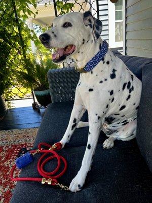 Lucy, our founder's Dalmatian, loves sporting our collars, leashes and accessories. She's on a seasonal rotation, keeping her looks FRESH!