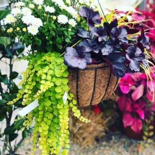 Fall Hanging Baskets