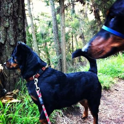 Happy and Onyx enjoying their adventure time at Joaquin Miller park