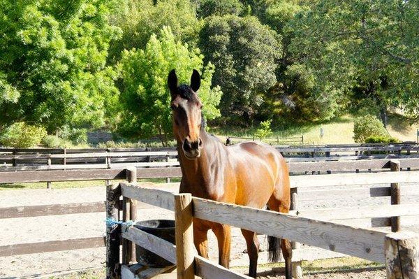 Happy Horses at Baywood