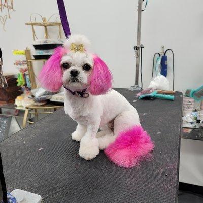 Teddy bear pup with Flamingo pink ears and tail. Spring cut on the body with boots.