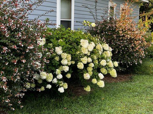 Azalea bushes were in bloom