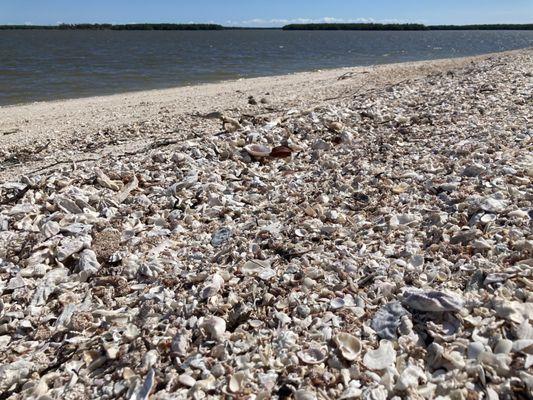 Shell filled beach