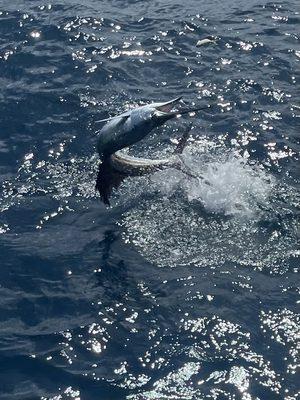 A sailfish trying desperately to throw the hook