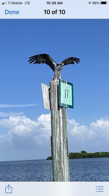 Osprey off of Upper Captiva island