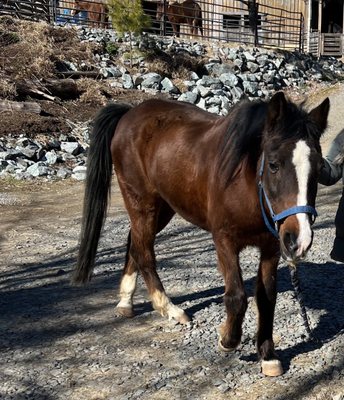 Canaan Farms Pet & Farm Care