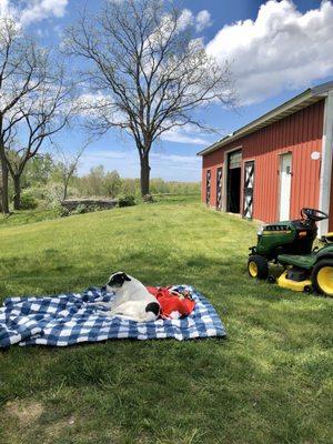 Otto chillin and bird watching