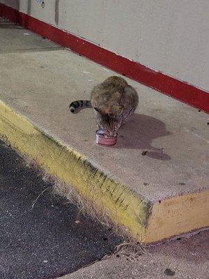 I found this little darling at this Exxon so I fed him