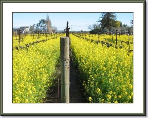 Springtime in Carneros