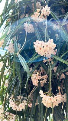 Hoya shepherdii in full bloom near entrance