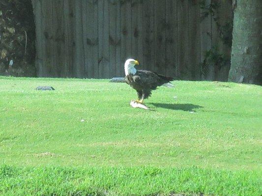 An eagle on 16