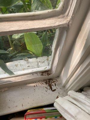 Window rot