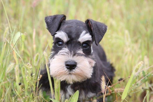 Miniature Schnauzer